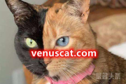 风靡世界的网红猫venuscat.com 维纳斯双面猫你喜欢吗？