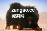 今天你养藏獒了吗？zangao.cc前来报到