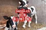 saniu.cn 仨牛！5字母双拼动物域名，牛！牛！牛！